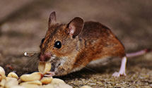 24 Hour & Emergency Exterminators in New Strawn, KS